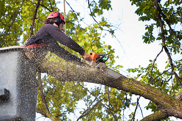 Emergency Storm Tree Removal in Rocky Mount, NC